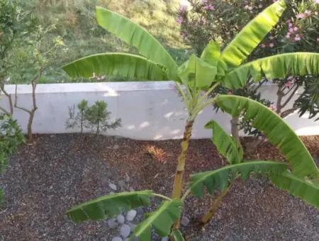 Dalyan Villa Bati Gül