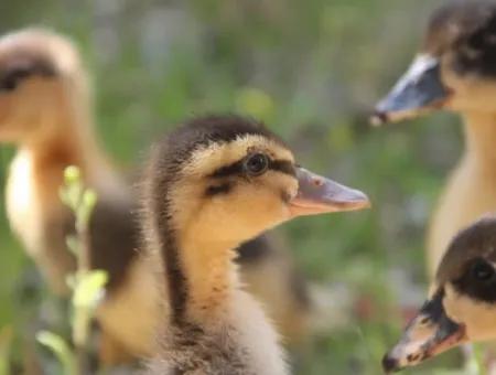 Dalyan Fotoğrafları